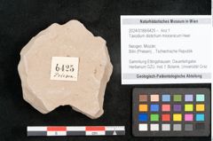 Foto (Objekt + Etikett) von Taxodium distichum miocenicum Heer (NHMW-GEO-2024-0188-6425)